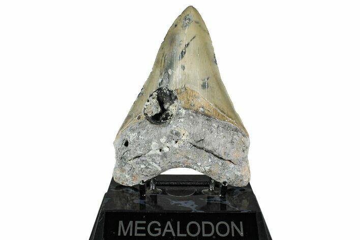 Sharply Serrated, Fossil Megalodon Tooth - North Carolina #349352